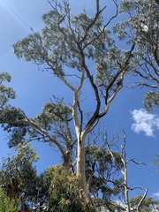 Eucalyptus pauciflora