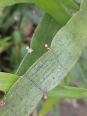 Muehlenbeckia platyclada