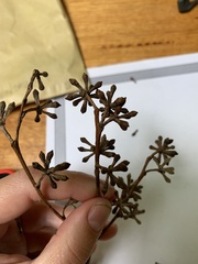 Eucalyptus pauciflora