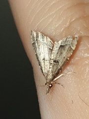 Diplopseustis