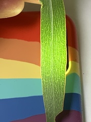 Eucalyptus pauciflora