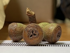 Eucalyptus pauciflora