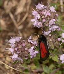 Zygaena purpuralis