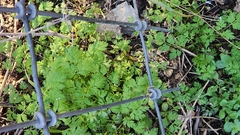 Chaerophyllum tainturieri