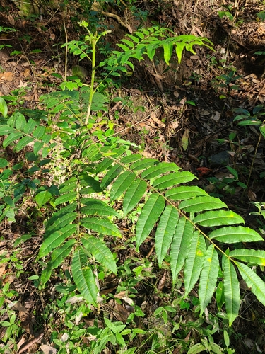 Image of Zanthoxylum martinicense by (c) ritirene, some rights reserved (CC BY)