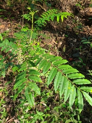 Zanthoxylum martinicense