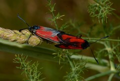 Zygaena purpuralis