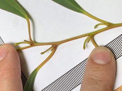 Eucalyptus pauciflora