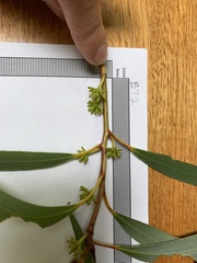 Eucalyptus pauciflora