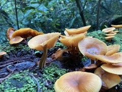 Heimiomyces velutipes