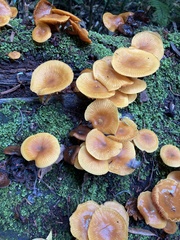 Heimiomyces velutipes