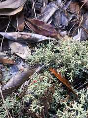 Cladonia leporina