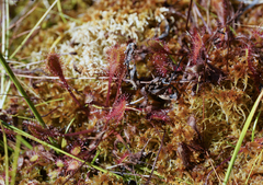 Drosera × obovata