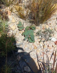 Protea amplexicaulis