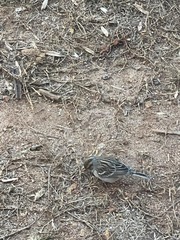 Passerella iliaca