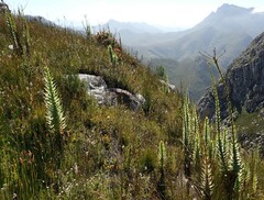 Osteospermum corymbosum