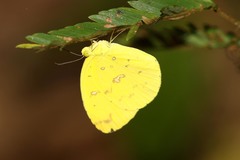Eurema floricola