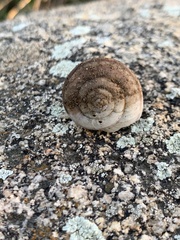 Helminthoglypta tudiculata
