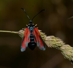Zygaena purpuralis
