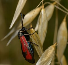 Zygaena purpuralis