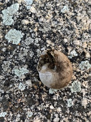 Helminthoglypta tudiculata