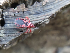 Haematoloecha nigrorufa