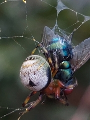 Bijoaraneus mitificus