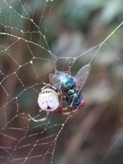 Bijoaraneus mitificus