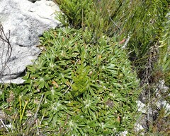 Oldenburgia paradoxa