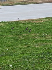 Turdus migratorius