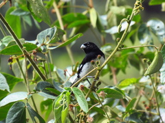 Sporophila luctuosa