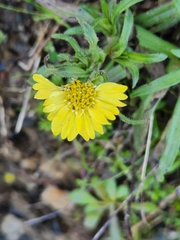 Hemizonia congesta lutescens