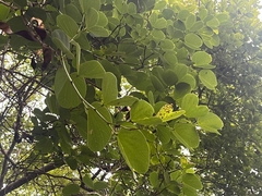 Colophospermum mopane