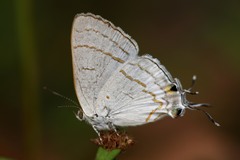 Hypolycaena philippus