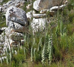 Osteospermum corymbosum