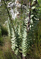 Osteospermum corymbosum