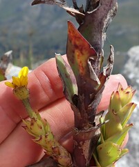 Osteospermum corymbosum