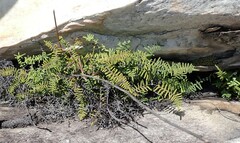 Gleichenia polypodioides