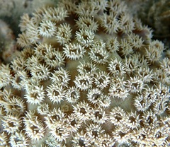 Duncanopsammia peltata