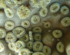 Duncanopsammia peltata