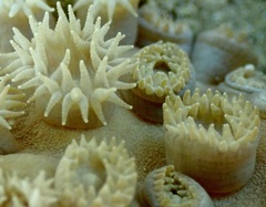 Duncanopsammia peltata