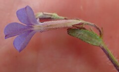 Lobelia neglecta