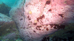 Concholepas concholepas