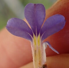 Lobelia neglecta