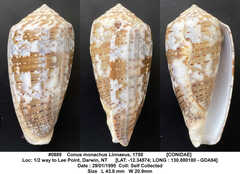 Conus monachus