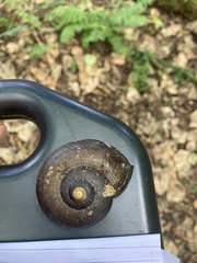 Powelliphanta traversi