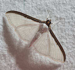 Cydalima laticostalis