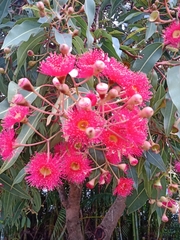 Corymbia ficifolia