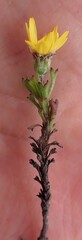 Ursinia trifida