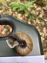 Powelliphanta traversi